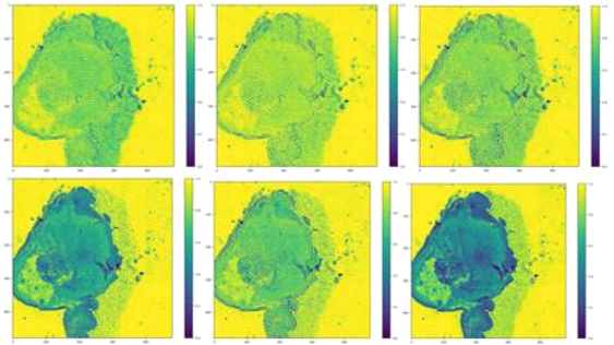Caption: Six images at relevant wavelengths to differentiate tumor cells

 