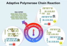Adaptive PCR