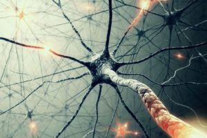 Neural Network