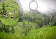 smart-agriculture