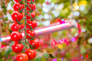 Horticultural Lighting