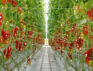 smart-farm