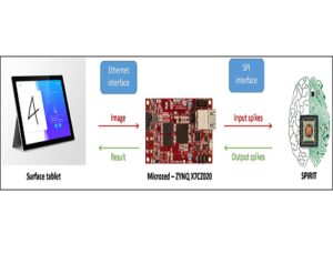 Bio-Inspired Neural Network