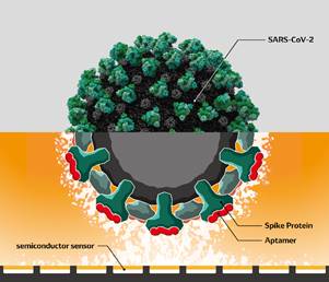 The image of detecting SARS-CoV-2　
