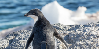 Adélie penguin