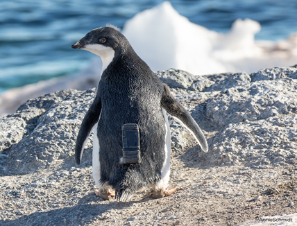 Adélie penguin