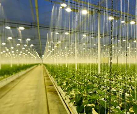 greenhouse heating systems